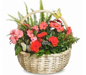 floraexpress цветочный подарок