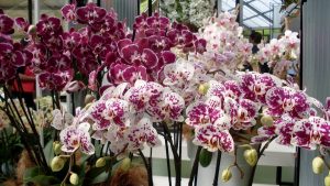 орхидеи с алиэкспресс