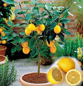Minitrees Lemon