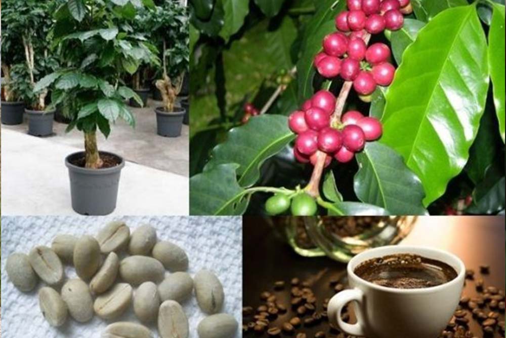 Кофейное дерево Coffea Arabica