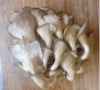 Канадские грибницы “Золотой Урожай”