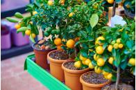 Minitrees Lemon